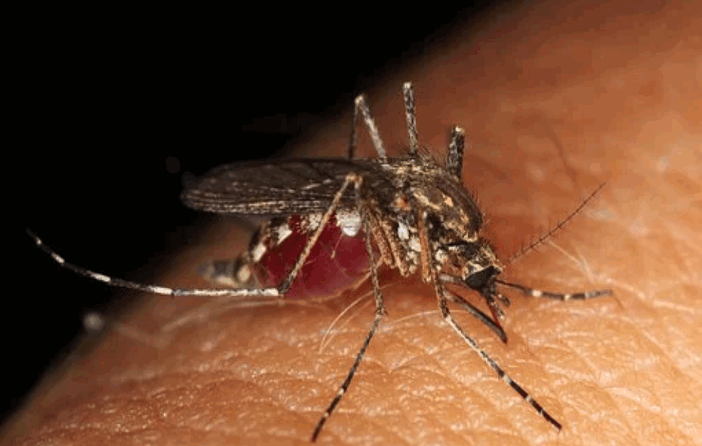 KAO DA KORONA NIJE BILA DOVOLJNA: Komarci prenose ovu OPASNU BOLEST!